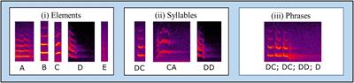 Syntactic properties of male courtship song in the lesser short-tailed bat, Mystacina tuberculata